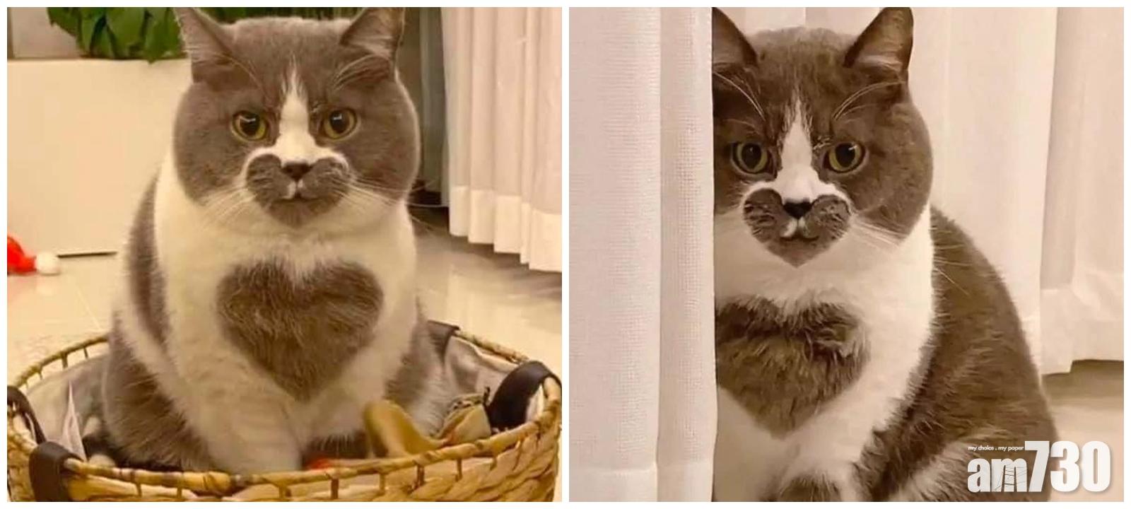 超治癒！ 萌爆喵星人自帶兩顆灰色愛心