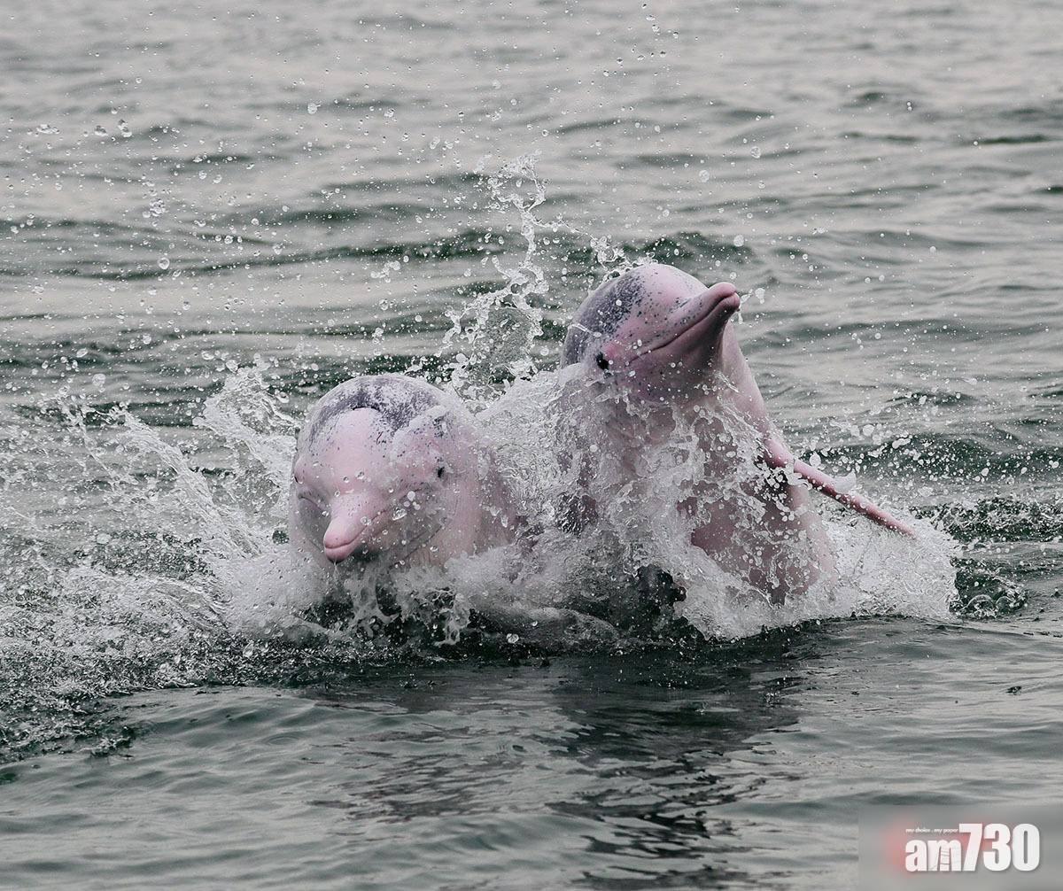 內地官方擬研中華白海豚入藥 輿論轟威脅生存