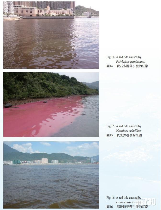 一周內兩宗　港水域現紅潮未消退
