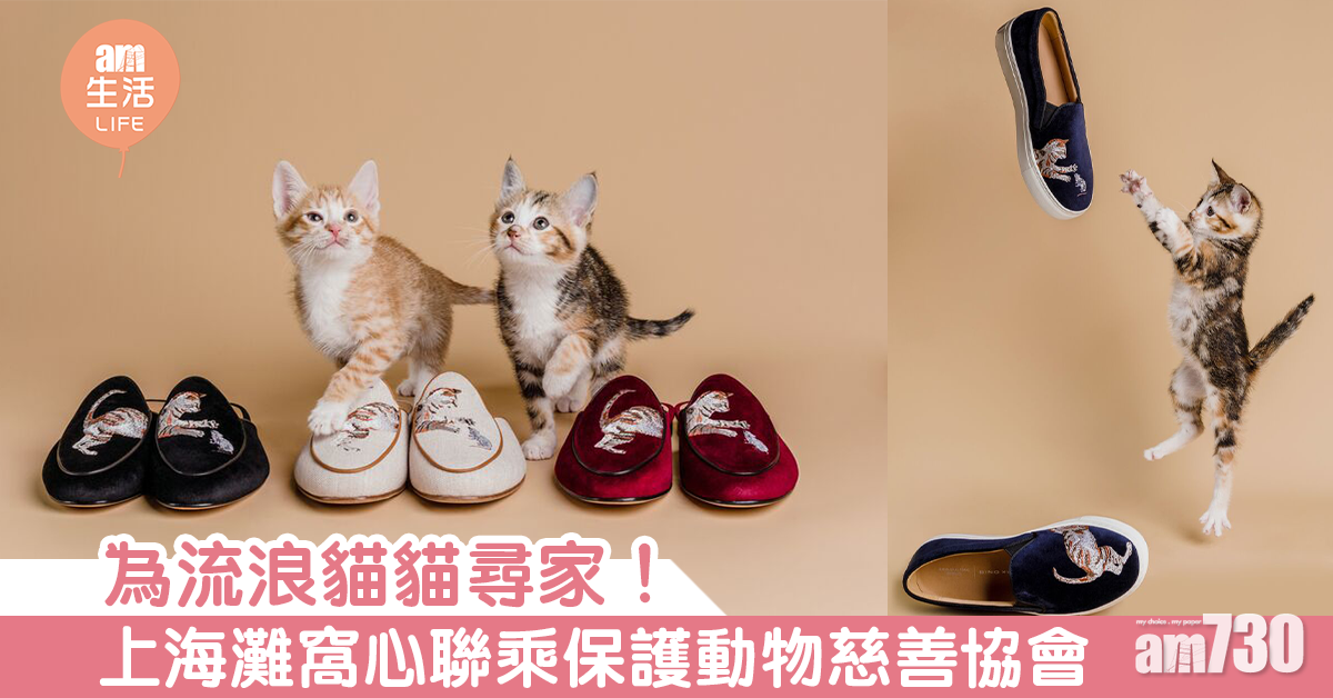 為流浪貓貓尋家！上海灘窩心聯乘保護動物慈善協會
