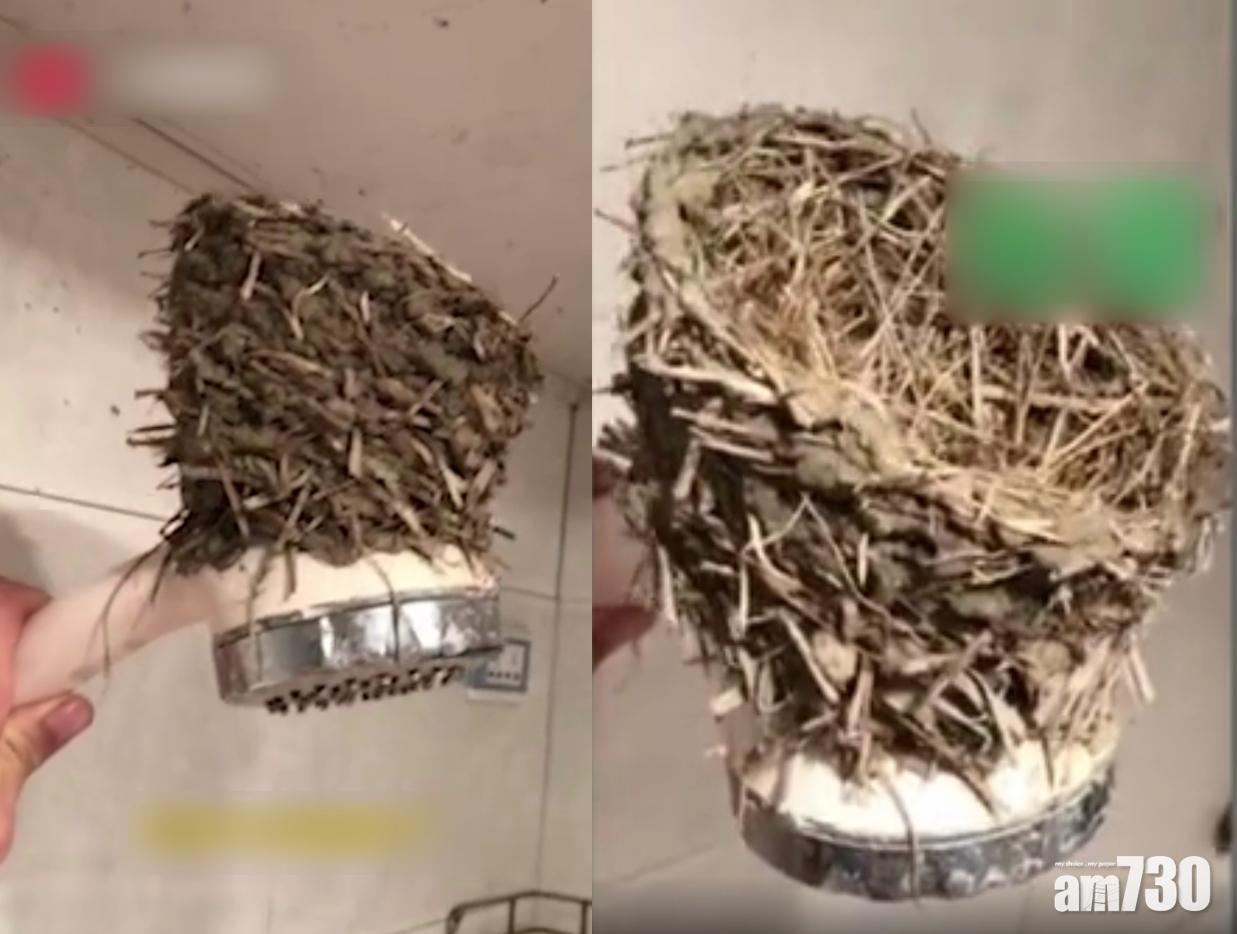 湖北住宅丟空4個月 燕子霸浴室花灑頭築巢