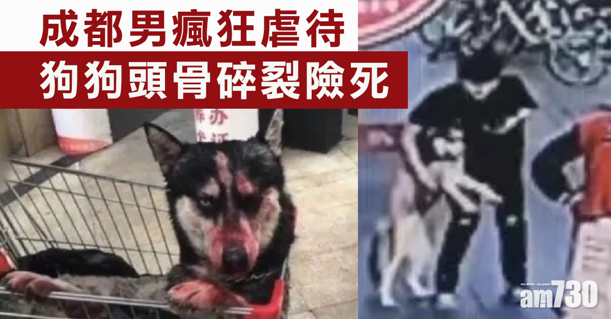 成都男偷狗瘋狂虐待 致其頭骨碎裂險死