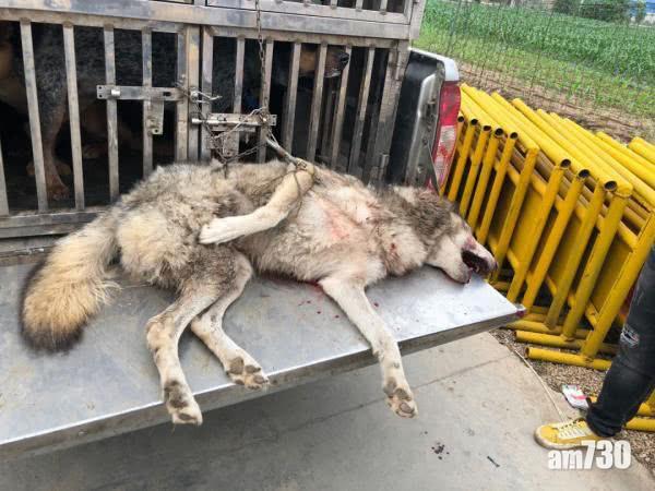 湖北動物園有狼偷走 遭獵犬圍捕後被人打死