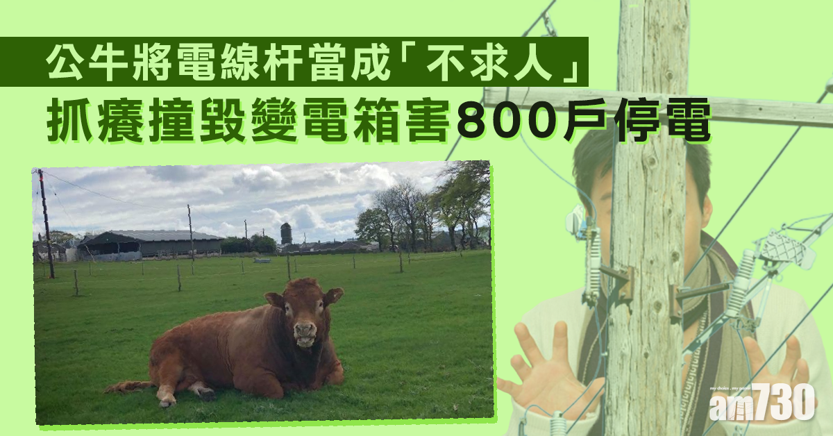 【身痕累事】公牛電線杆抓癢  撞毀變電箱害800戶停電