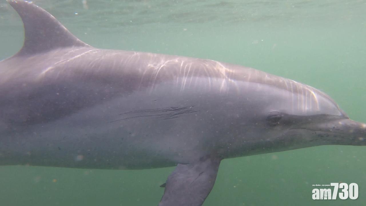 保育基金籲公眾與海豚保持距離勿騷擾