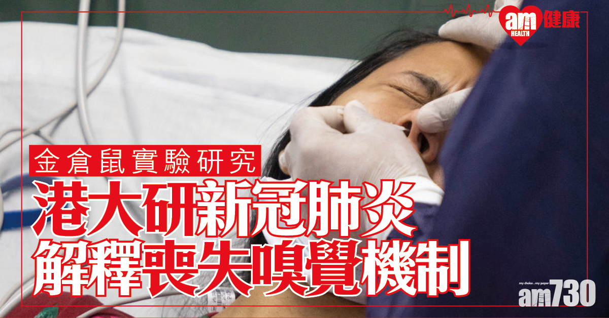 【新冠肺炎】港大動物實驗研病毒傳播模式 解開喪失嗅覺之謎