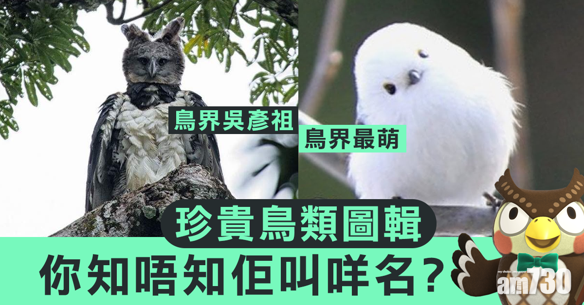 【圖輯】罕見珍貴鳥類讓你大開眼界