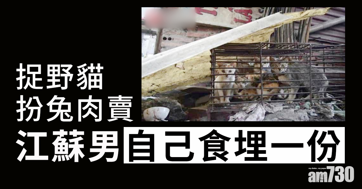 捉野貓扮兔肉賣 江蘇男仲自己食