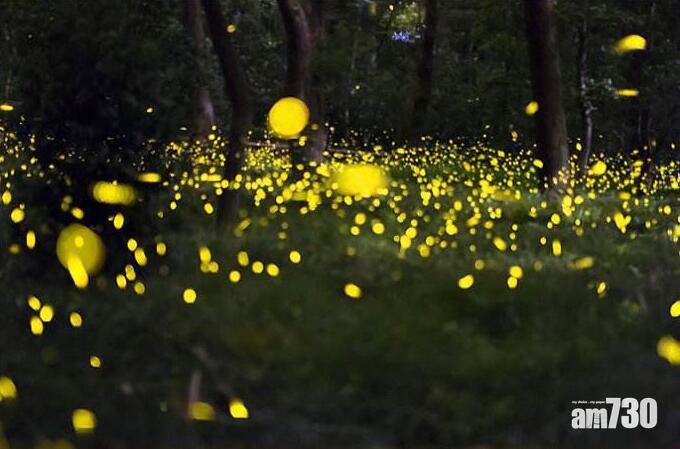 北京動物保護新例下月實施 納入蚯蚓、螢火蟲