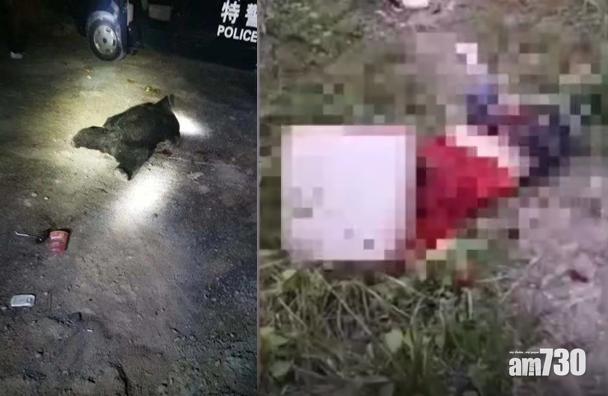 兩黑熊咬死3村民 四川慈母護子喪命
