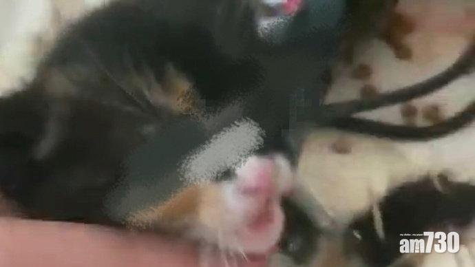 山東男牙簽插貓勒索貓奴 父母：佢有抑鬱症