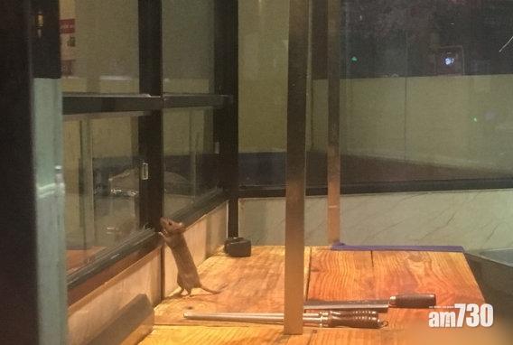 老鼠橫行牛肉砧板 中山火鍋店：哪個店無？