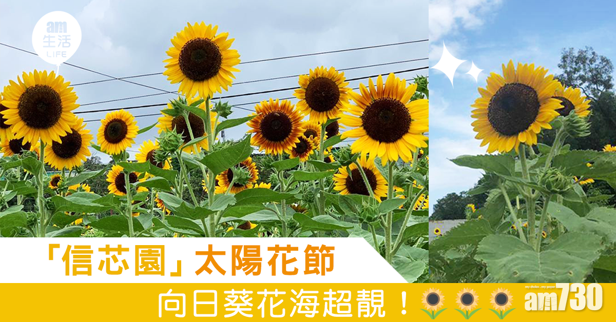 「信芯園」太陽花節 向日葵花海超靚！