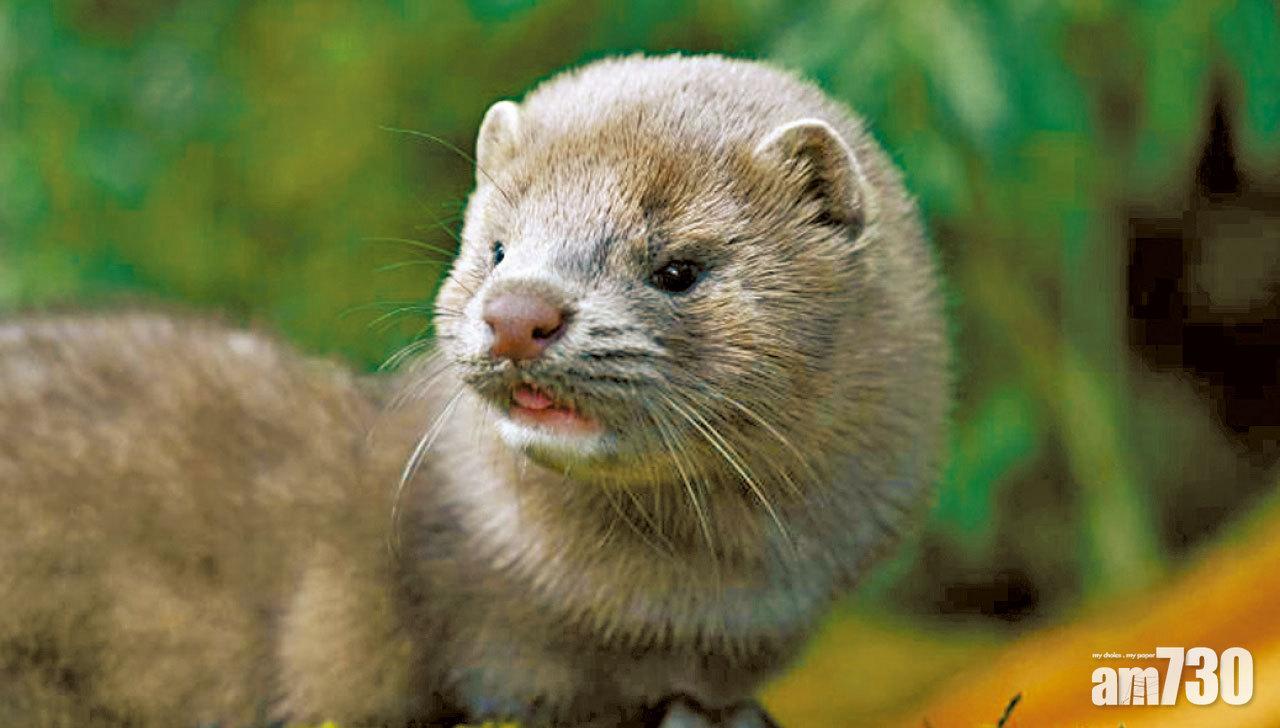 荷蘭養殖場水貂 被人傳染後 病毒再傳人