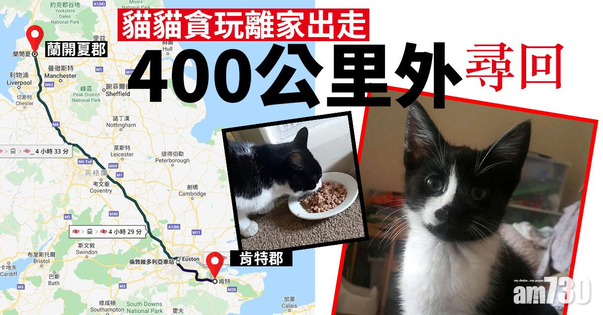 【橫跨英國】貓貓貪玩離家出走  400公里外尋回