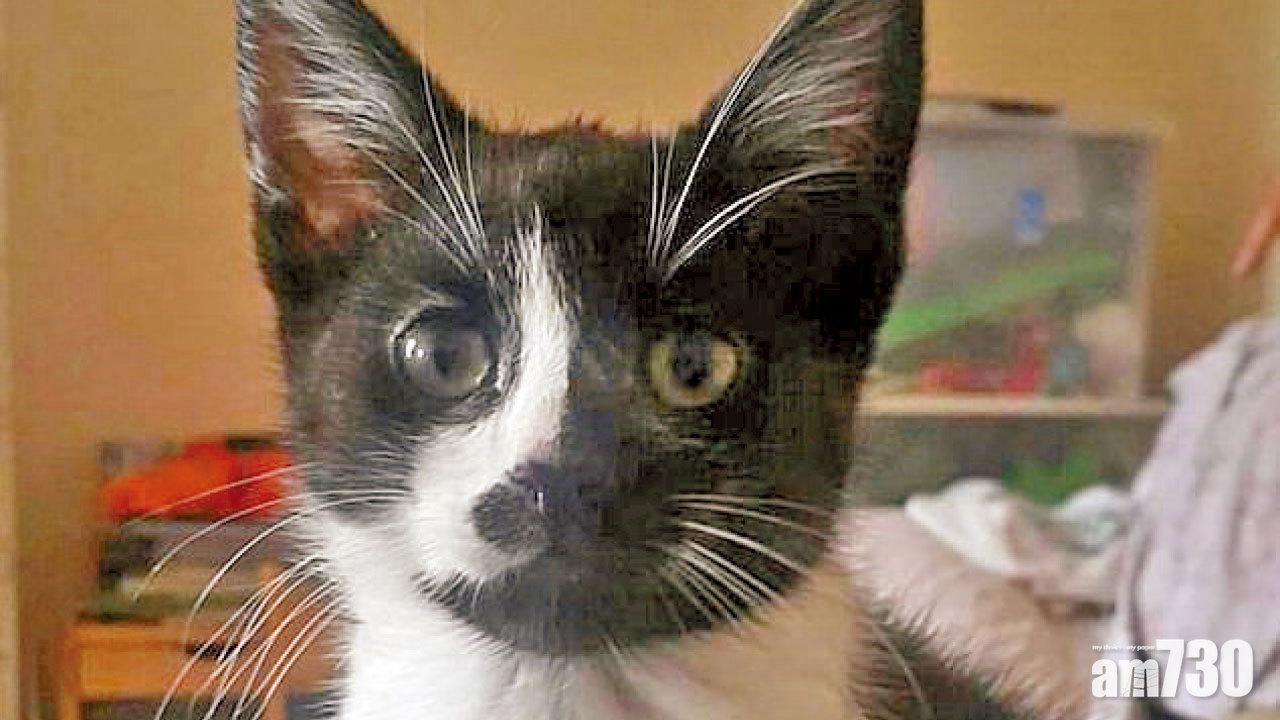 橫跨英國 離家出走貓400公里外尋回