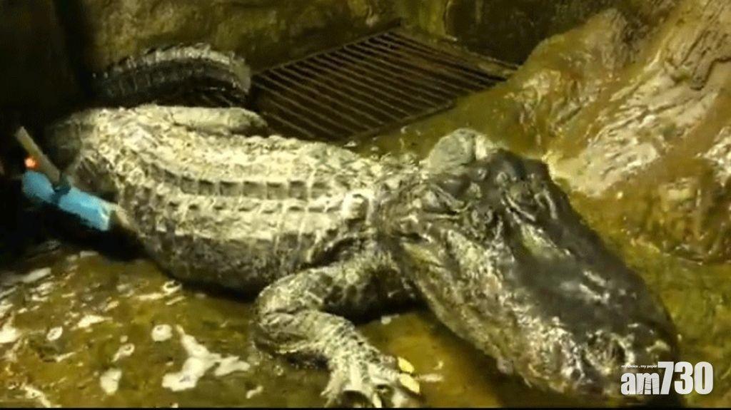 俄二戰倖存短吻鱷高齡去世　戰爭中如何生存仍是謎