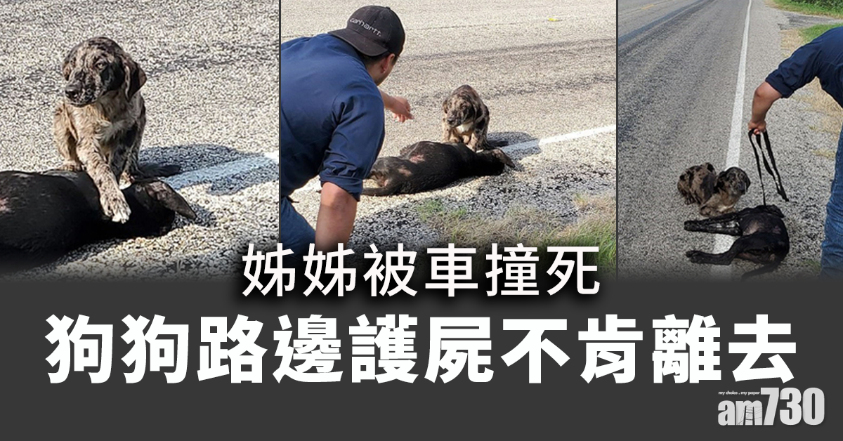 【見者心痛】姊姊被撞死  狗狗路邊護屍不肯離去