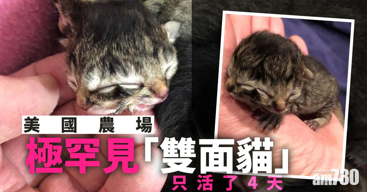 美國農場極罕見「雙面貓」 只活了4天