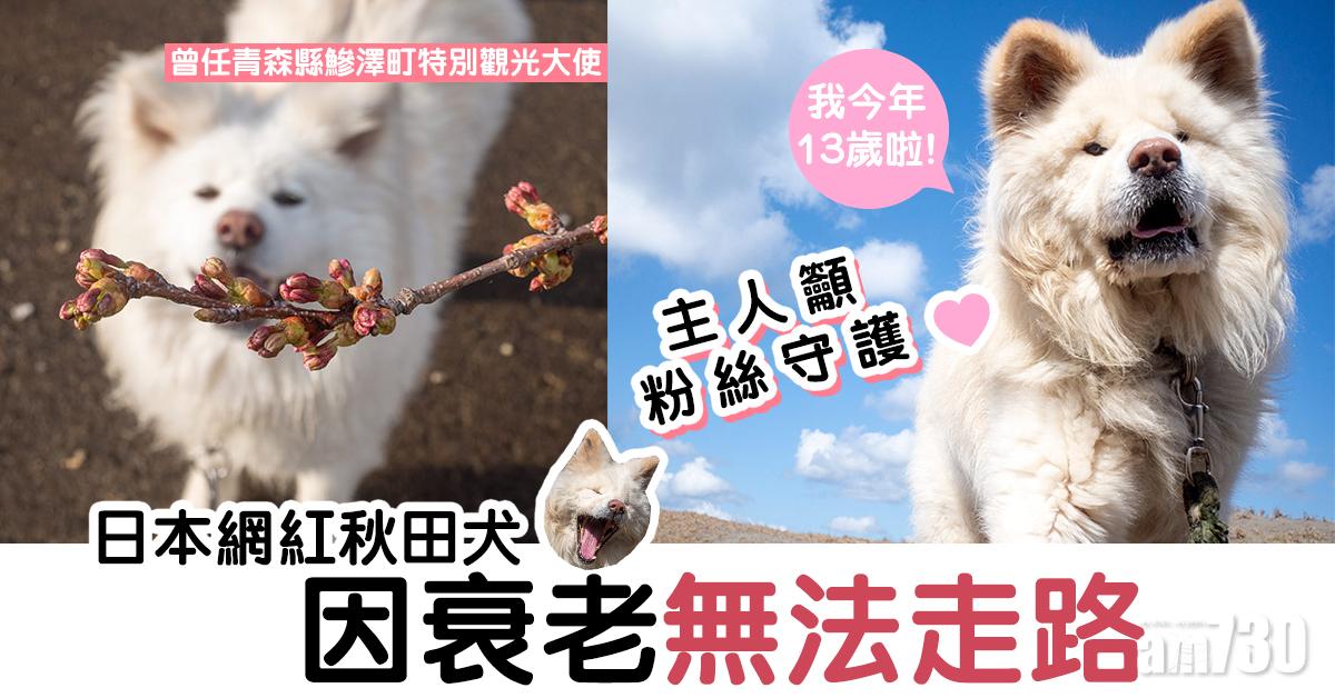 日本網紅秋田犬因衰老無法走路  主人籲粉絲守護