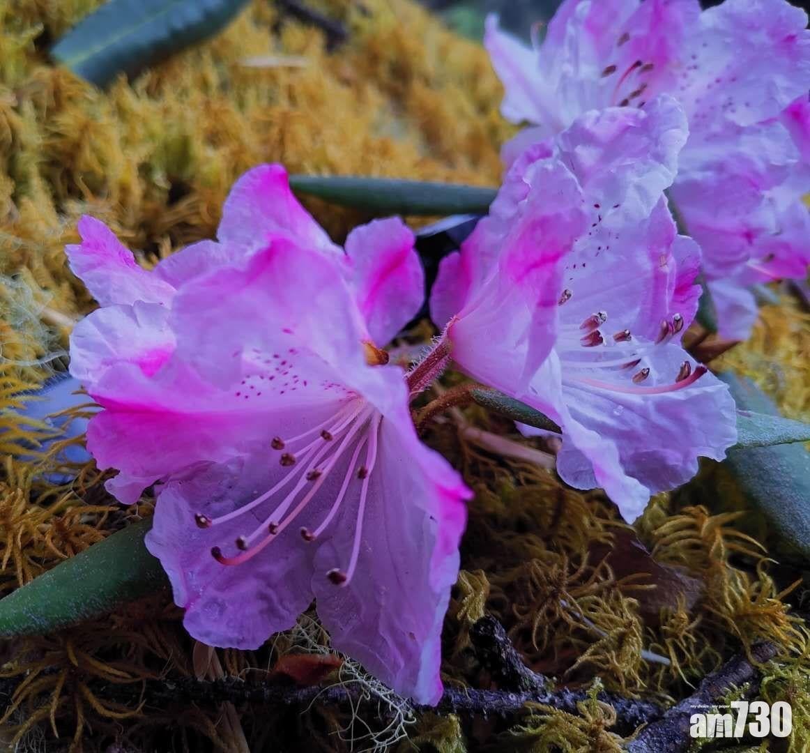 野外尚未滅絕！四川發現唯一一株枯魯杜鵑