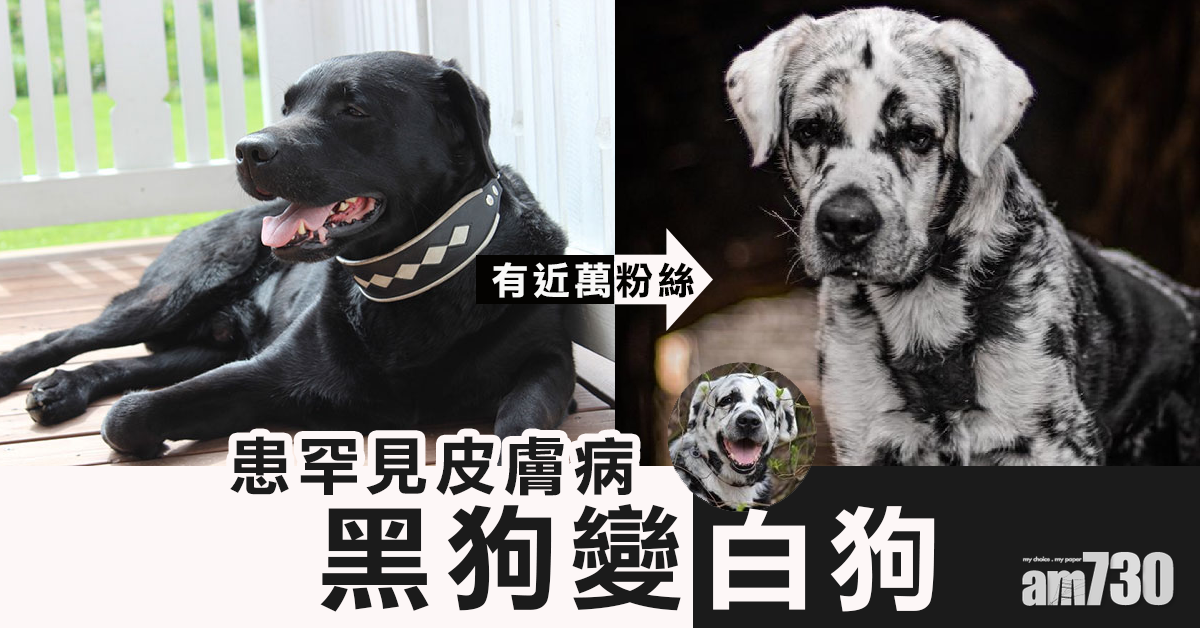【有近萬粉絲】患罕見皮膚病  黑狗變白狗