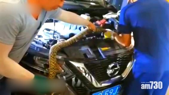 2米大蛇鑽入車頭 修車行耗3小時拆零件捉蛇