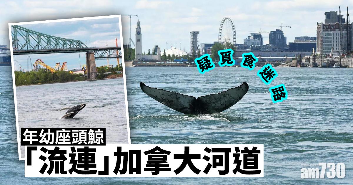 【不速之客】疑覓食迷路 年幼座頭鯨「流連」加拿大河道