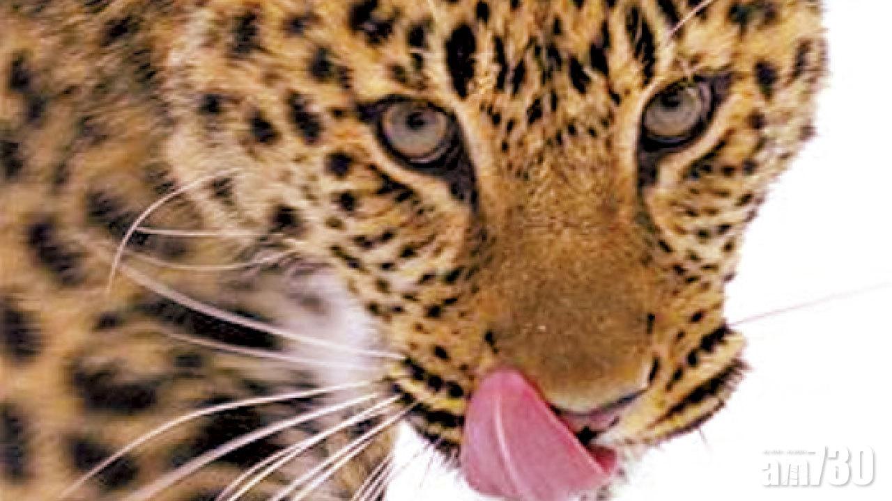 絕種速度較正常快25倍 第六次大滅絕正加速