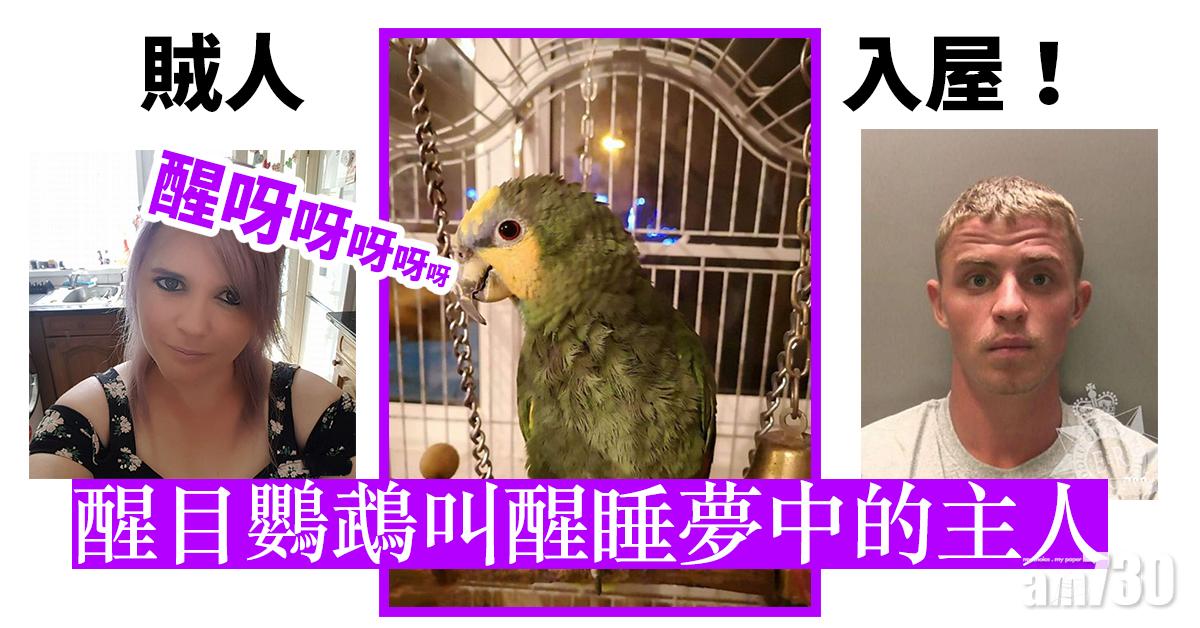 【好叻仔】賊人入屋！醒目鸚鵡叫醒睡夢中主人