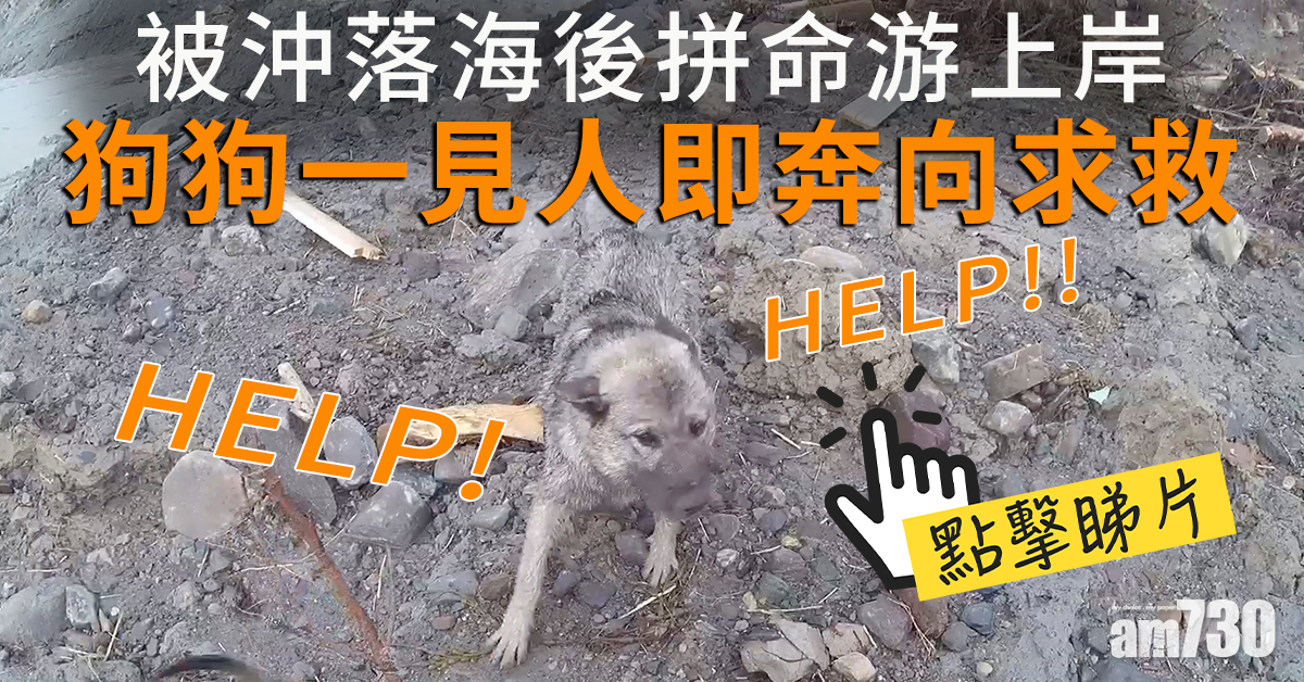【自救要緊】聰明狗被沖落海 拼命游上岸一見人即奔向求救(有片)