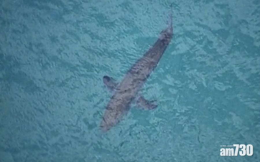 【驚險】3米長大白鯊咬死澳滑浪男  猛撞襲營救者滑板