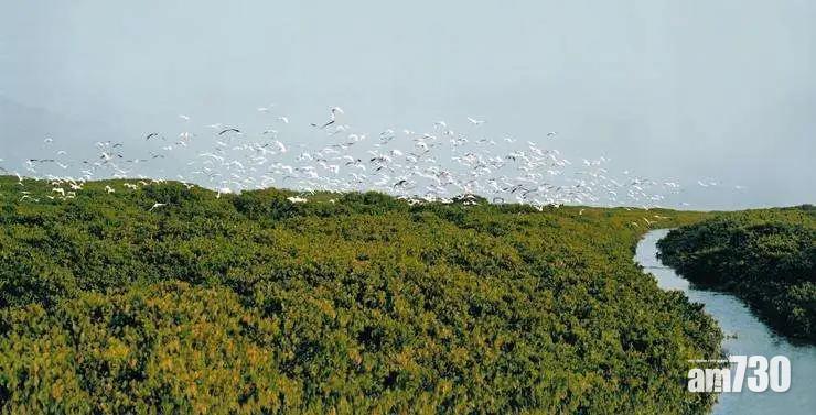 【加強保護】內地紅樹林面積20年增7000公頃