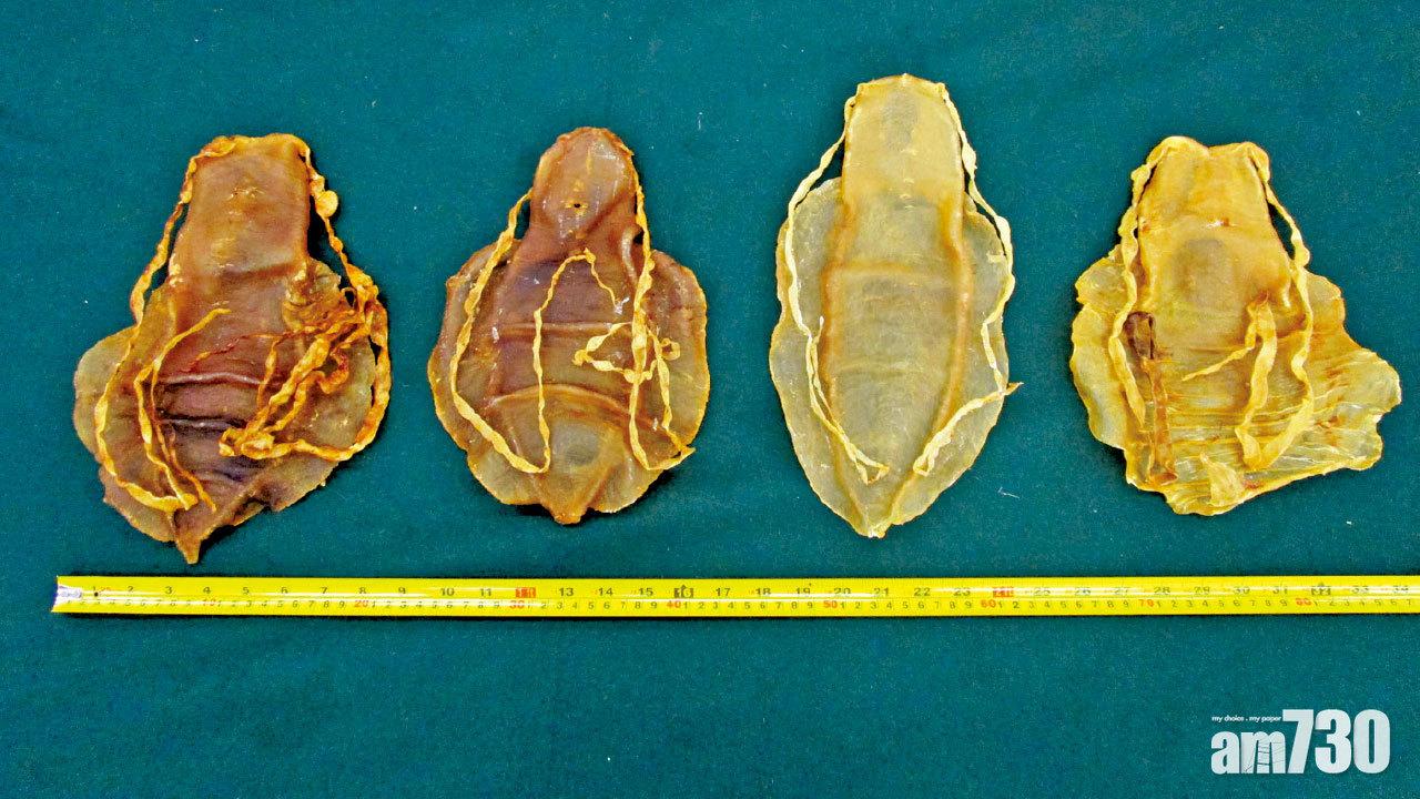 冰磚暗藏 破走私瀕危物種最高價值及重量 海關檢2500萬元石首魚魚肚