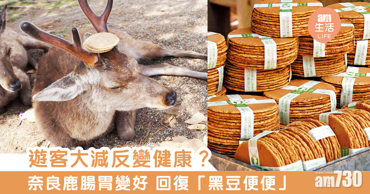 遊客大減反變健康？　奈良鹿腸胃變好 回復「黑豆便便」