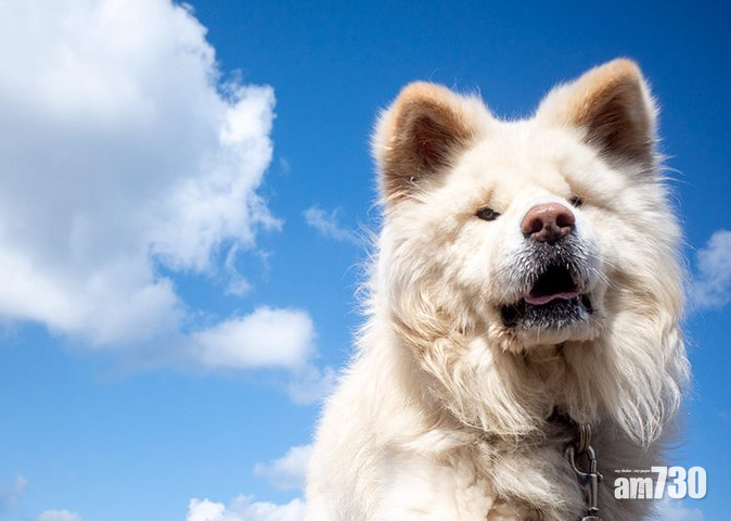 【RIP】日本人氣「醜得很可愛」秋田犬Wasao離世