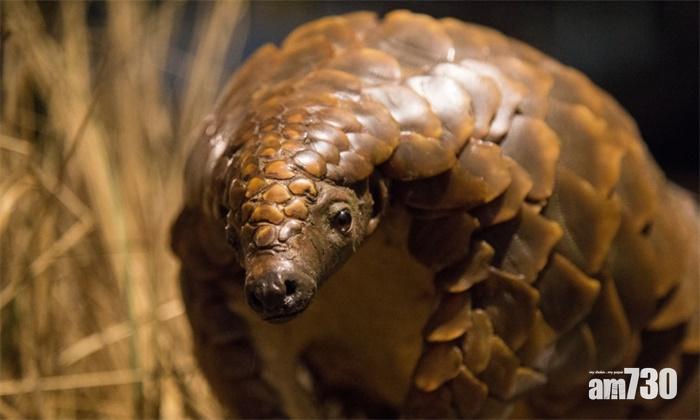 【保護「升呢」】穿山甲不再入藥 從《中國藥典》「除名」