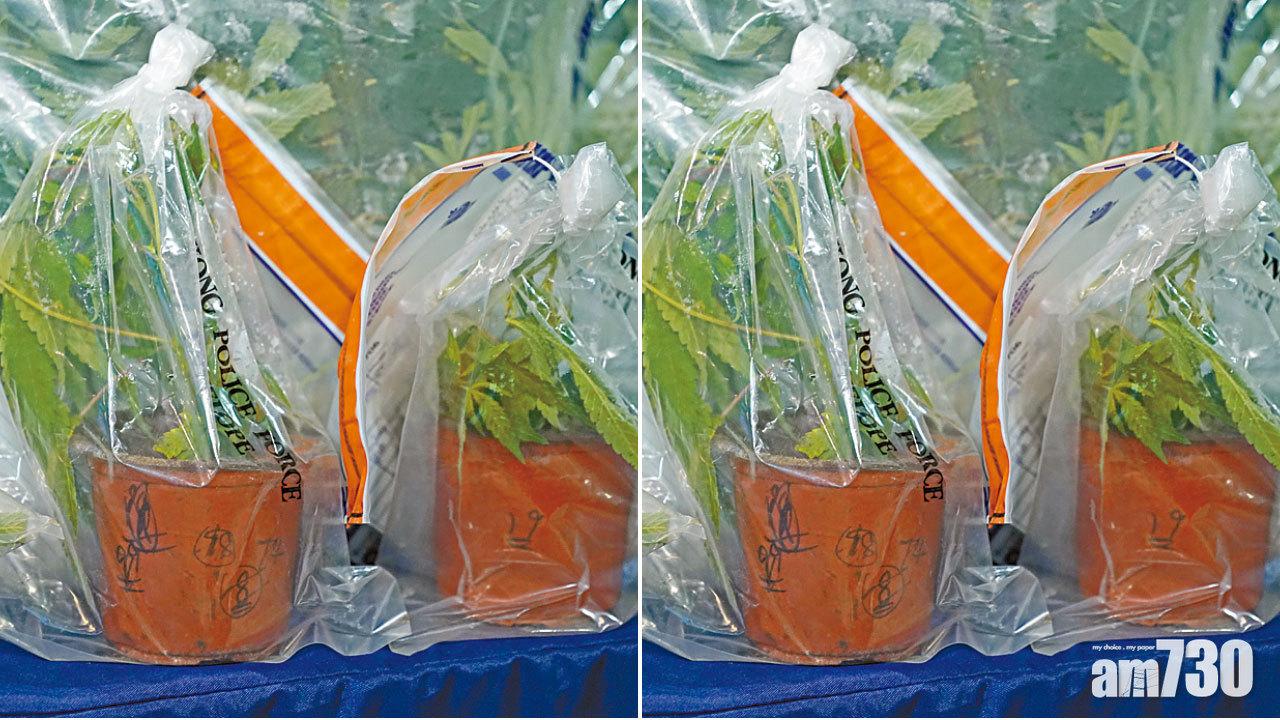 吸毒人數減一成三 少年吸大麻比例高