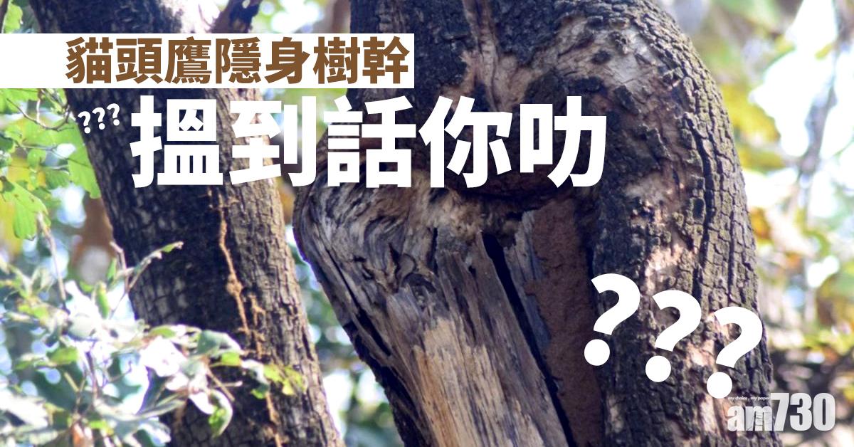 【睇我唔到】貓頭鷹隱身樹幹  搵到話你叻