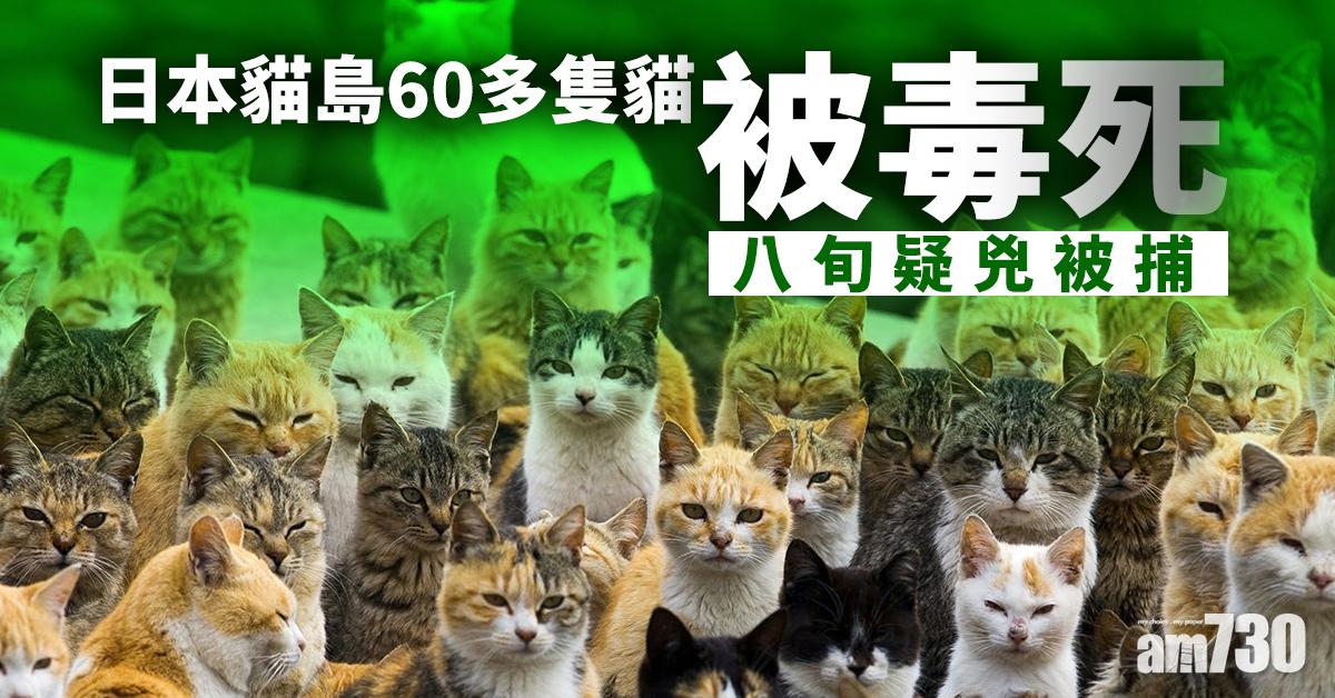 日本貓島60多隻貓被毒死 八旬疑兇被捕