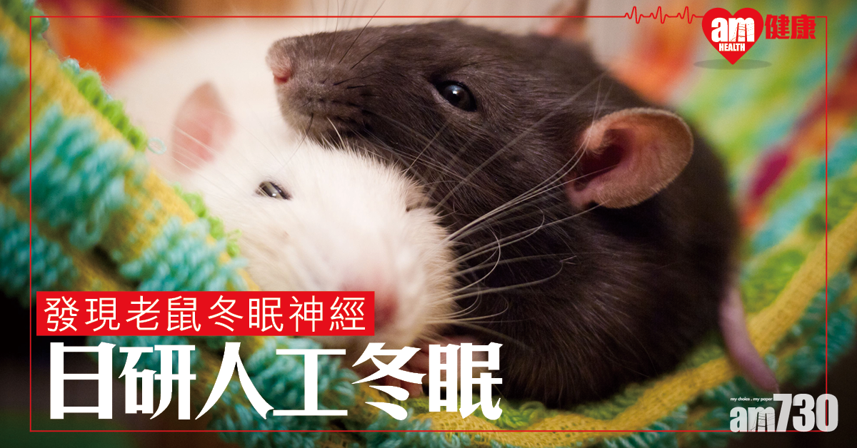 日研究發現老鼠冬眠神經 為人類人工冬眠邁進一步