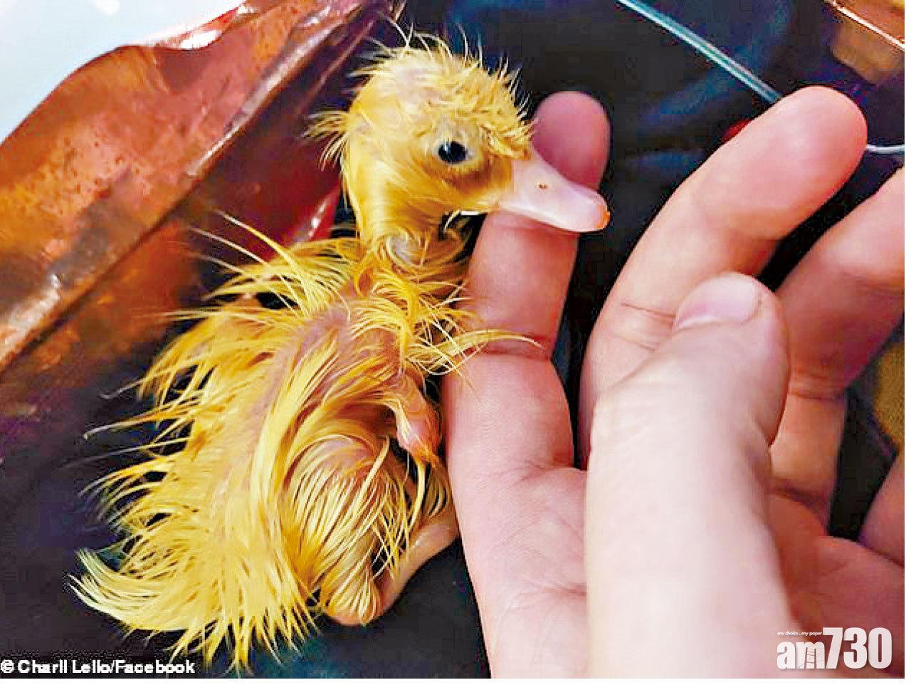 超市購鴨蛋 英女成功孵出鴨仔