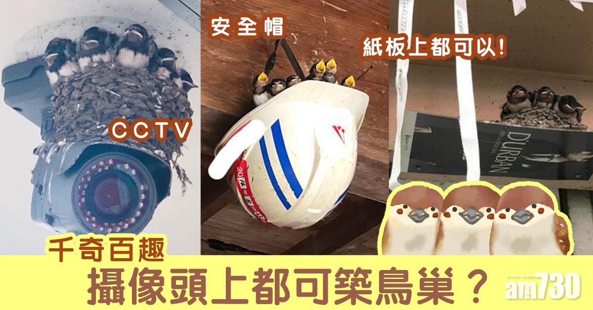 【千奇百趣】攝像頭上都可築鳥巢？