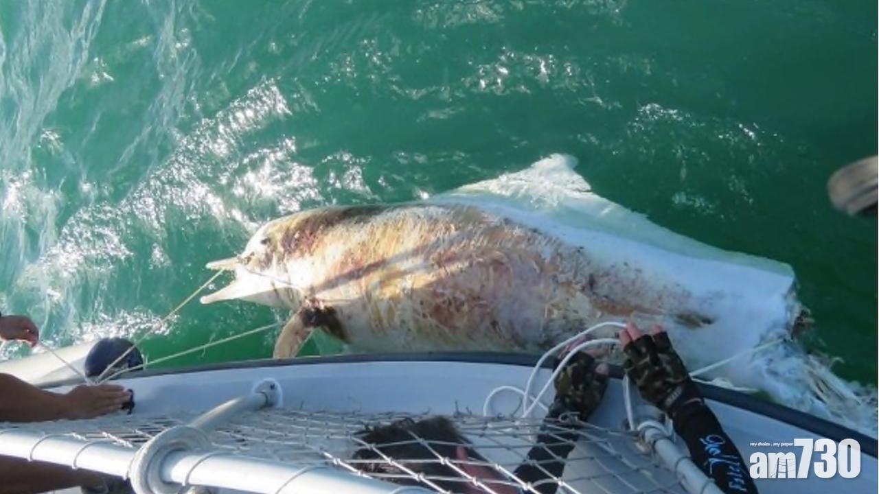 西貢水域中華白海豚擱淺 本年度第25宗