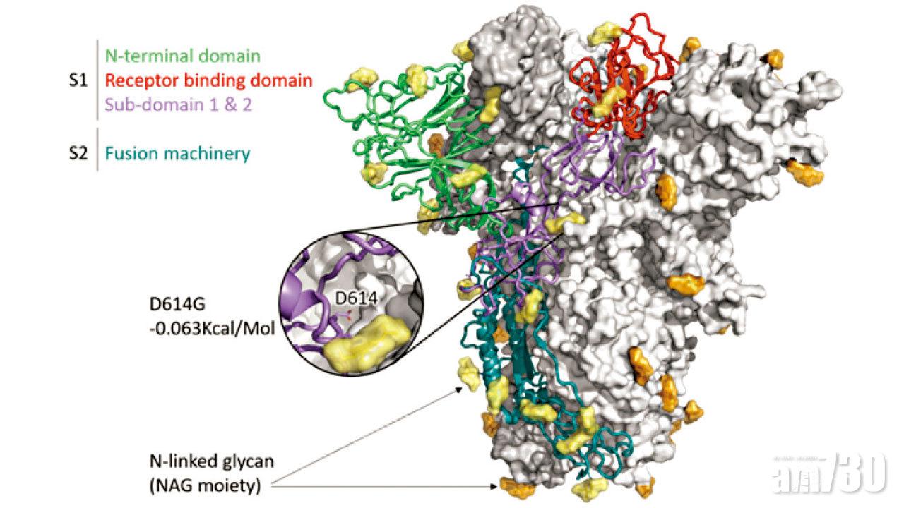 病毒研究 新冠肺炎第二波疫情堪憂 D614G變異增傳染力