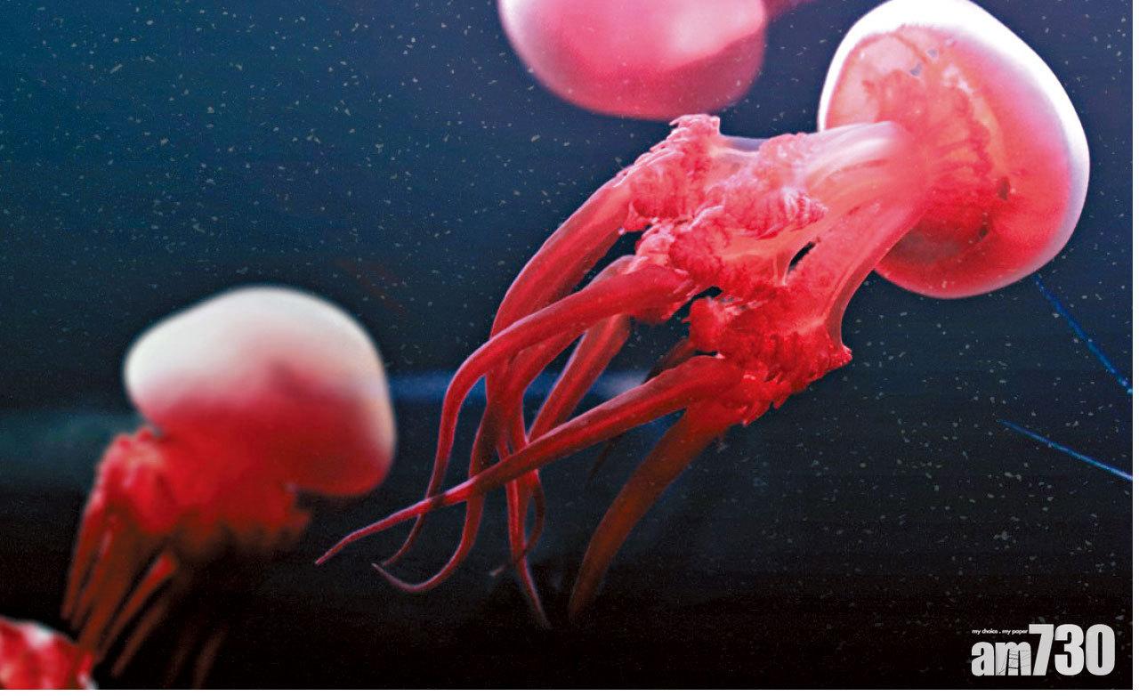 如何進化  首知帶有昆蟲生長激素  中大︰助揭水母變態過程