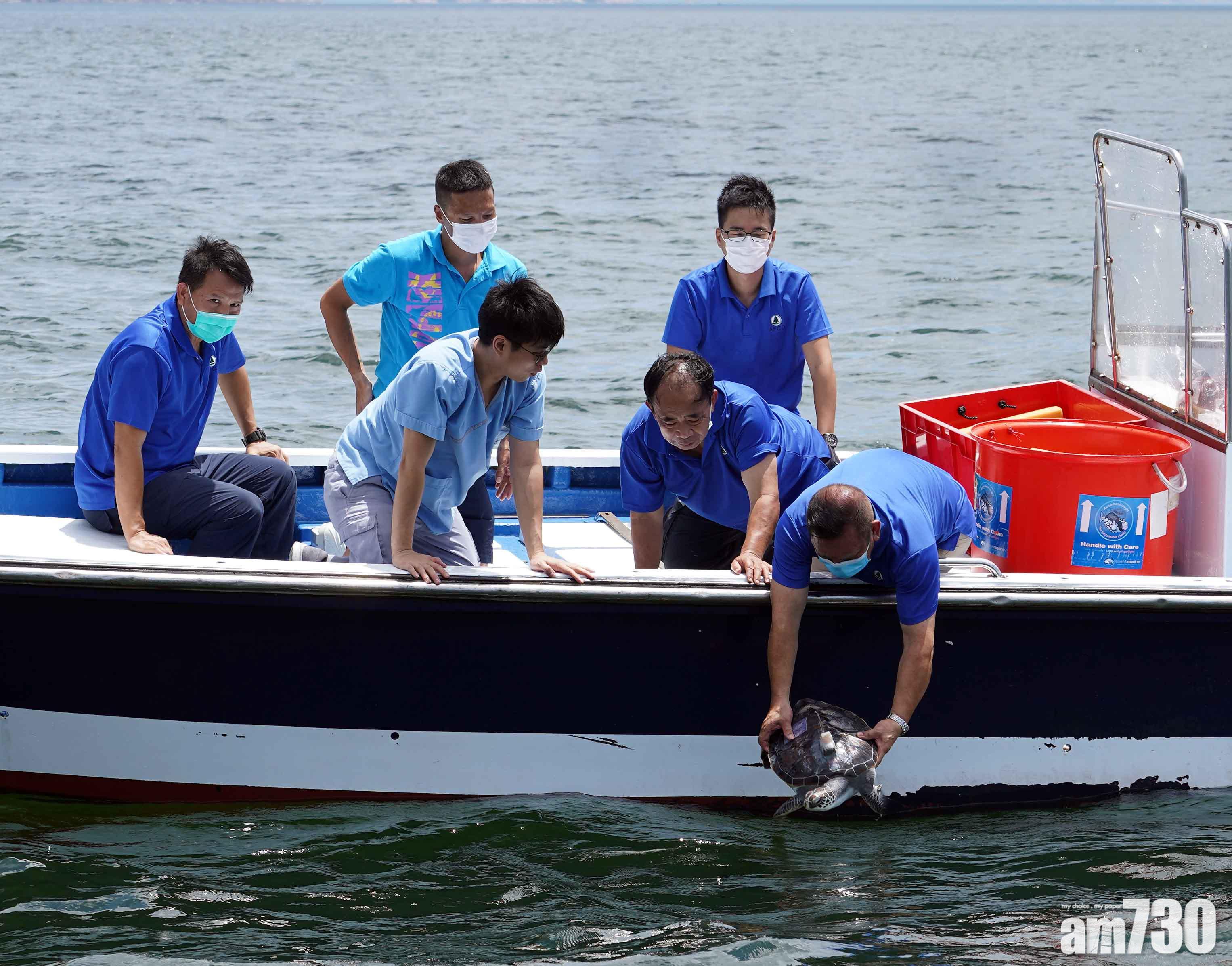 漁護署放流7隻綠海龜  衞星追蹤動向