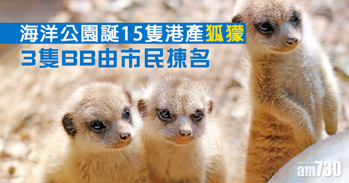 把握機會 3隻BB由市民揀名  海洋公園誕15隻港產狐獴
