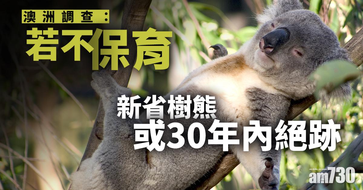 【快些行動吧】澳洲調查：若不保育 新省樹熊或30年內絕跡