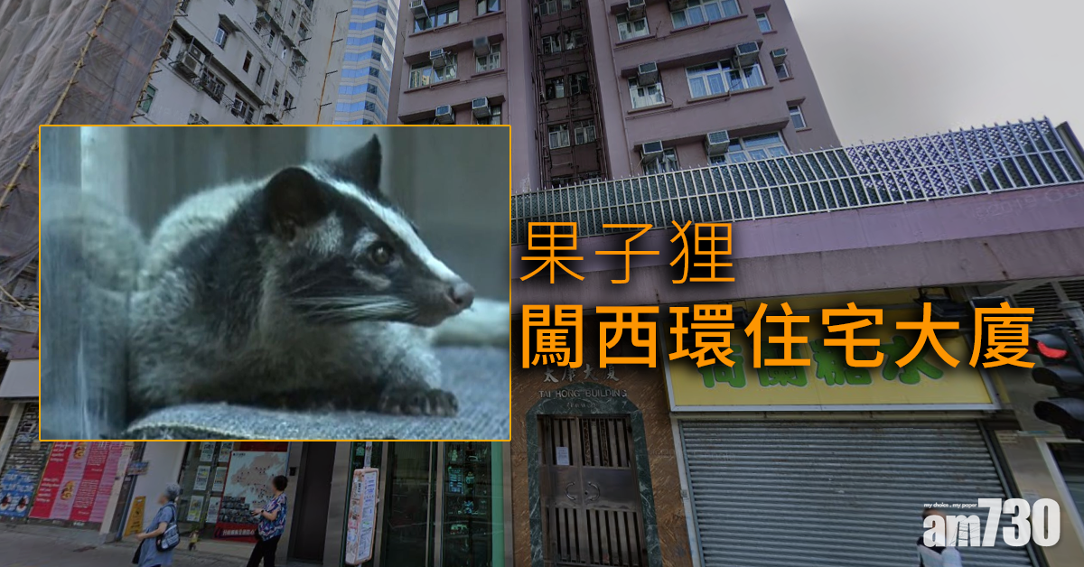 果子狸闖西環住宅大廈